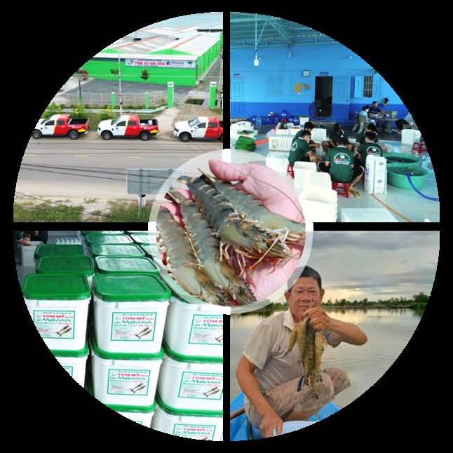 Quy trình sản xuất tại trại giống Tôm Mỹ