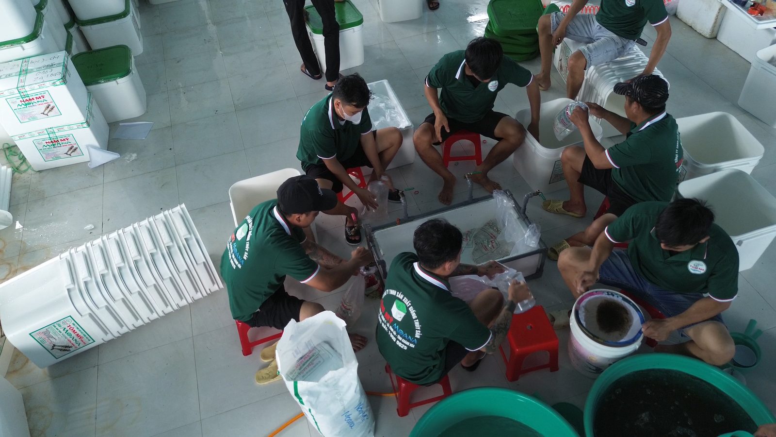 Đội ngũ đóng gói tôm giống tại cơ sở Tôm Mỹ Thùng Nhựa